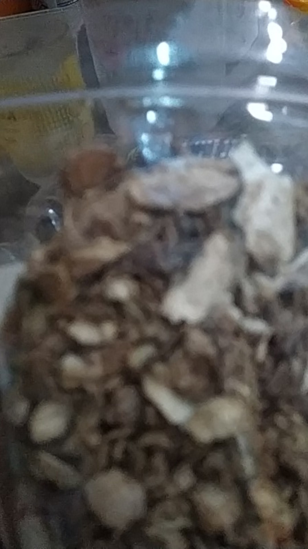 Temu Rapet/kunci Pepet Kering 100gr