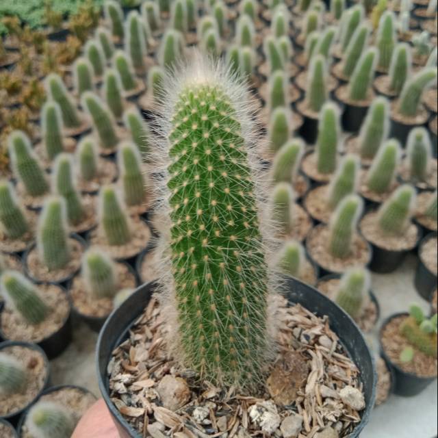 Tanaman Kaktus Sukulen Mini Kaktus Ekor Tupai Merah