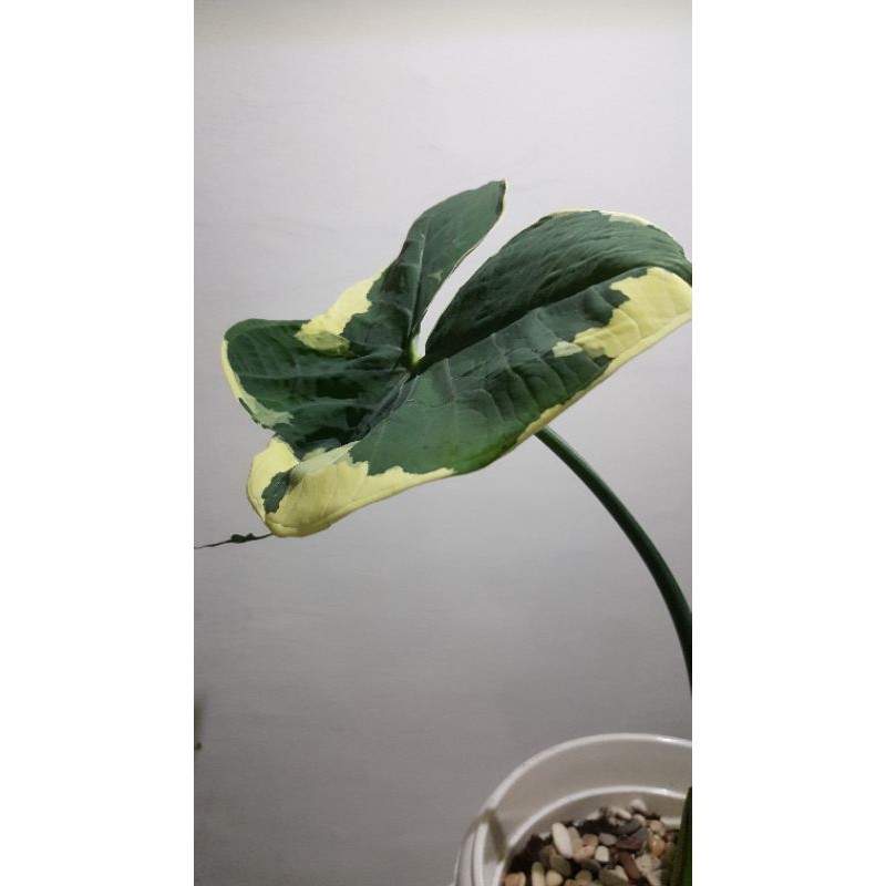 keladi tikus varigata