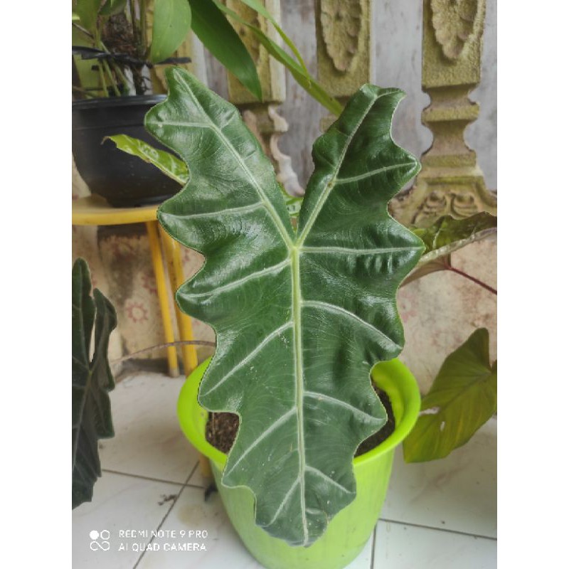 alocasia sanderiana