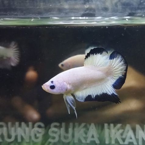 HIASAN AKUARIUM CUPANG PK BLACK SAMURAI & BLUE RIM 100% REALPICT (99BRBS1)