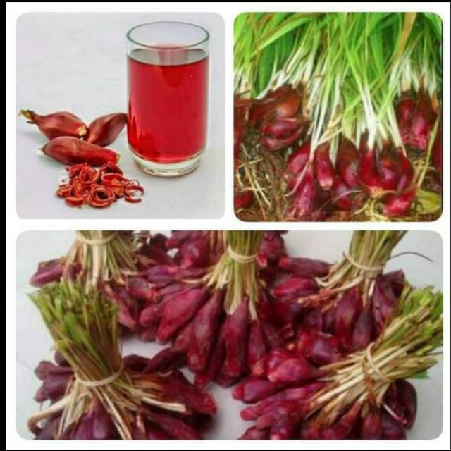 Bawang Dayak bawang lemba asli kalimantan