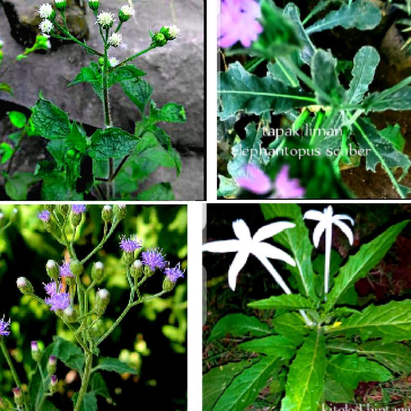 Sawi Langit Bandotan Kopasanda Tapak Liman Kitolod Urang aring Jelantir Jonghe Erechtites