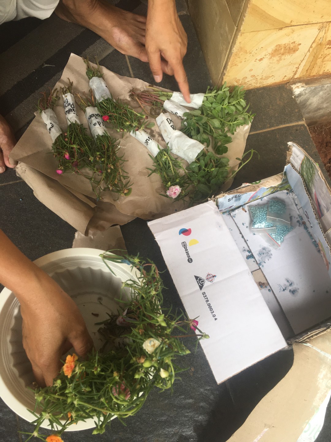 Tissue 10 Stek Moss Rose/krokot/bunga Pukul Sembilan