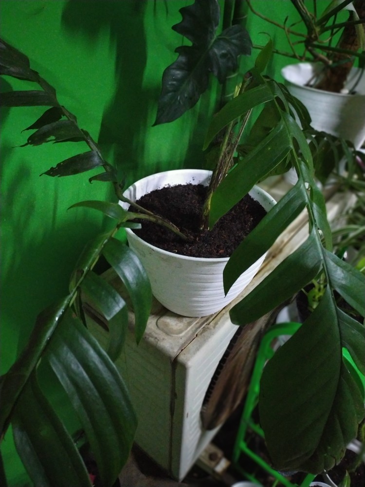 Tanaman Hias Indoor Mostera Epipremnum Pinatum/ekor Naga