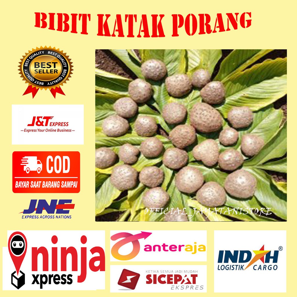 BIBIT KATAK PORANG DORMAN MURAH SUPER 1KG ISI 200-300 UP