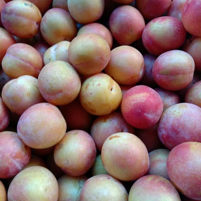 

Plum australia