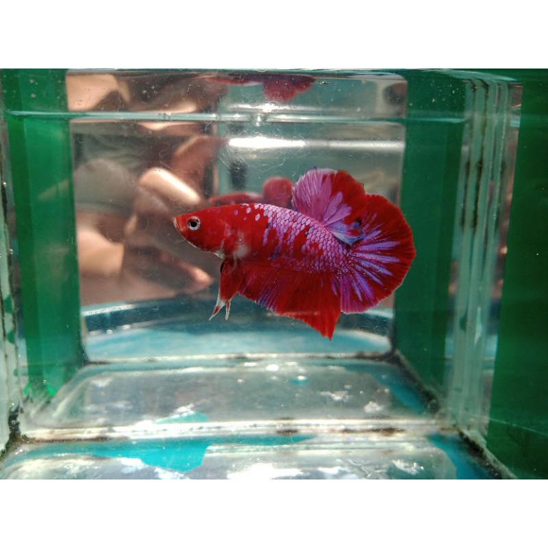 Red Koi Galaxy Grade