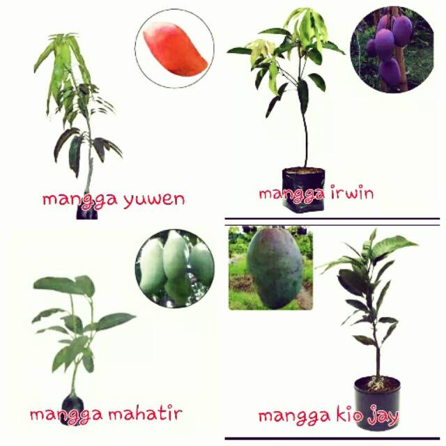 Paket 4 Tanaman Bibit Buah Mangga