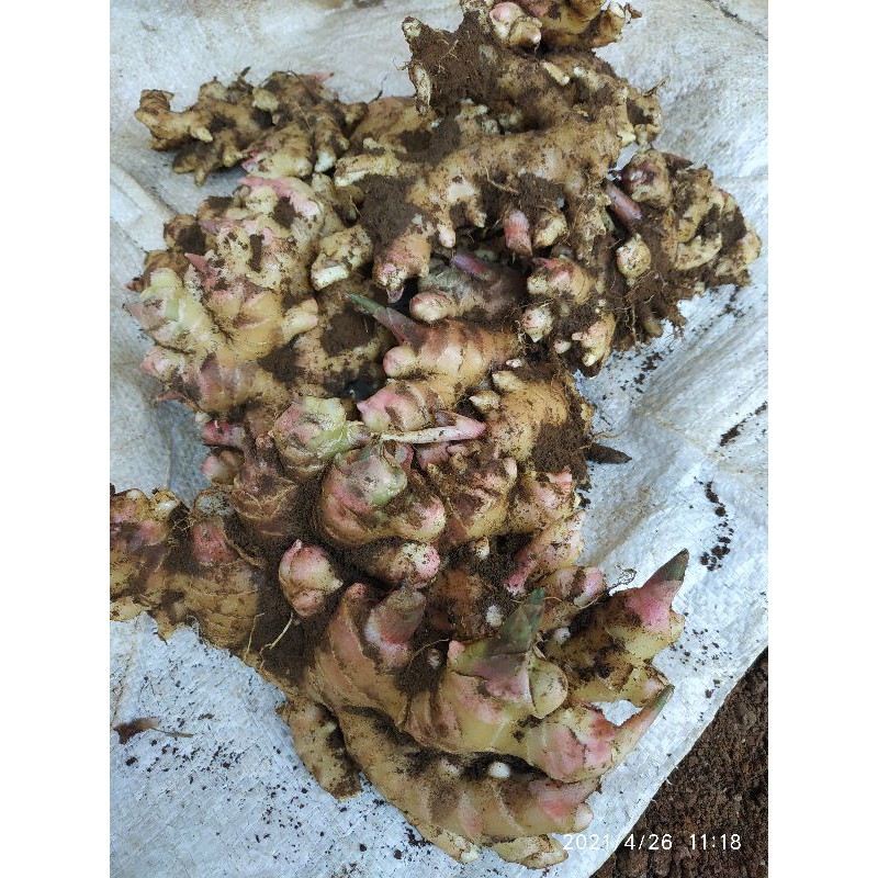 

JAHE SEGAR 300 GRAM / JAHE LOKAL / JAHE FRESH