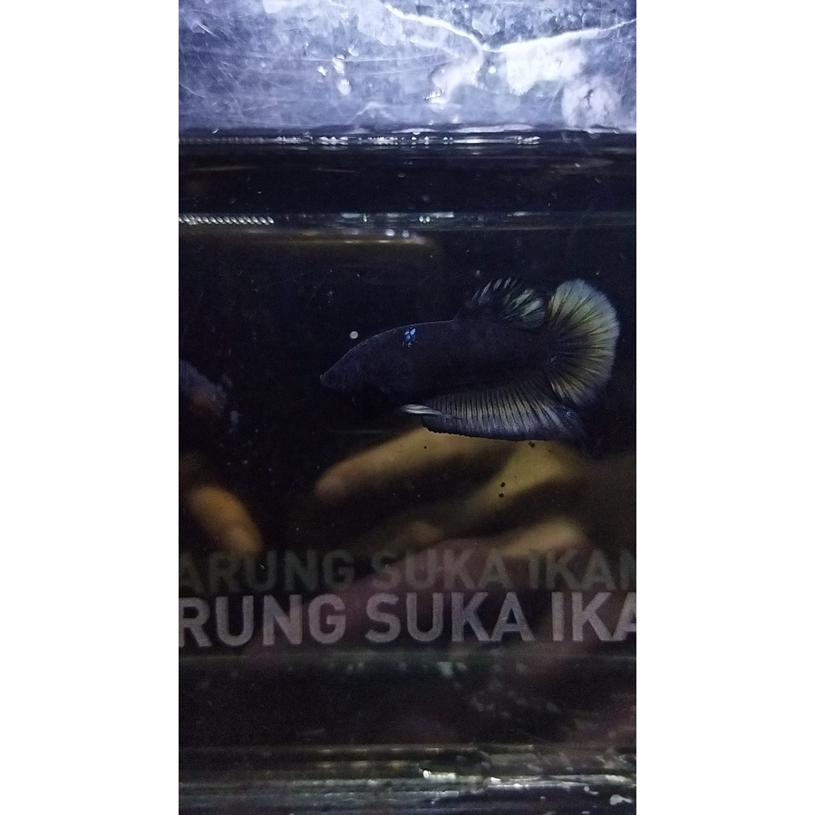 CUPANG PK AVATAR GORDON YELLOW/GORDON KUNING/GOKU 100% REALPICT (88GOKU1)