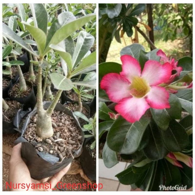tanaman hias adenium kamboja jepang - Bibit adenium - kamboja jepang