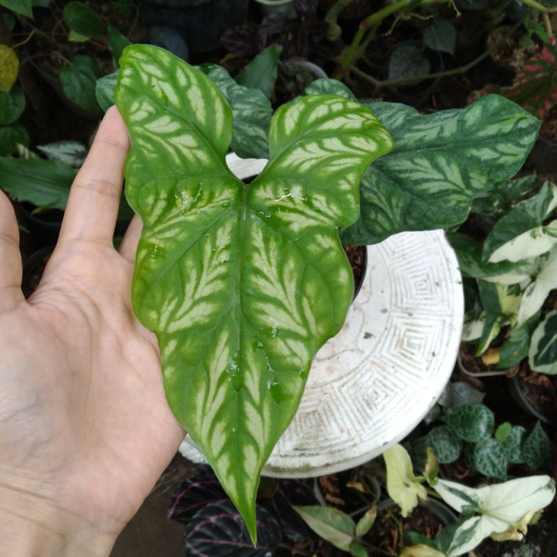 Cercetis mirabilis keladi tattoo