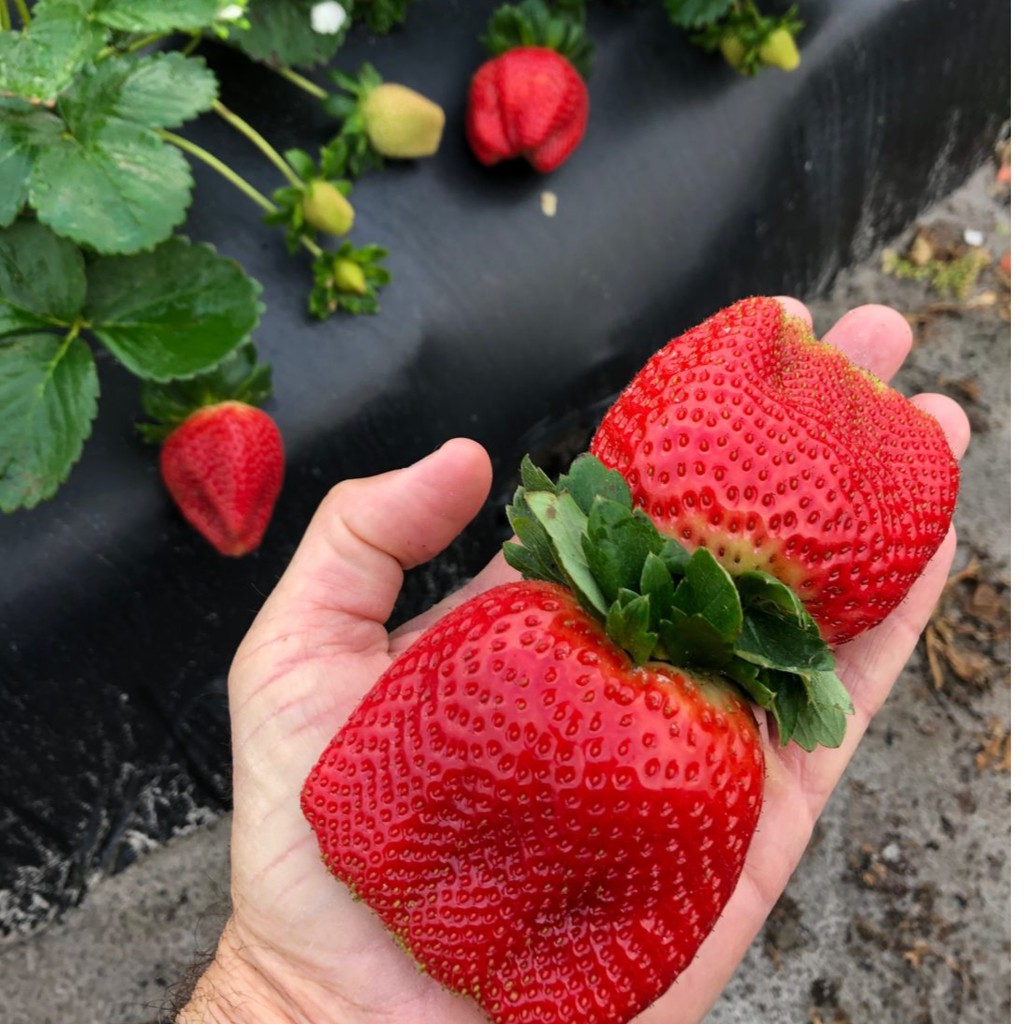 10 Benih Bibit Strawberry Jumbo Tanaman Buah Stroberi California Besar Strawberry Giant Berry Unggul