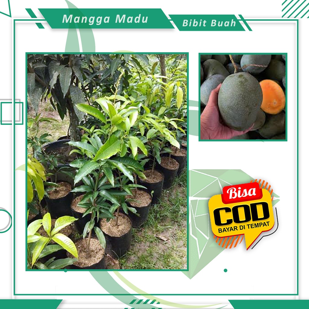 Obral Bibit Mangga Madu Tanaman Mangga Buah Mangga Unggul [ SIAP KIRIM ]