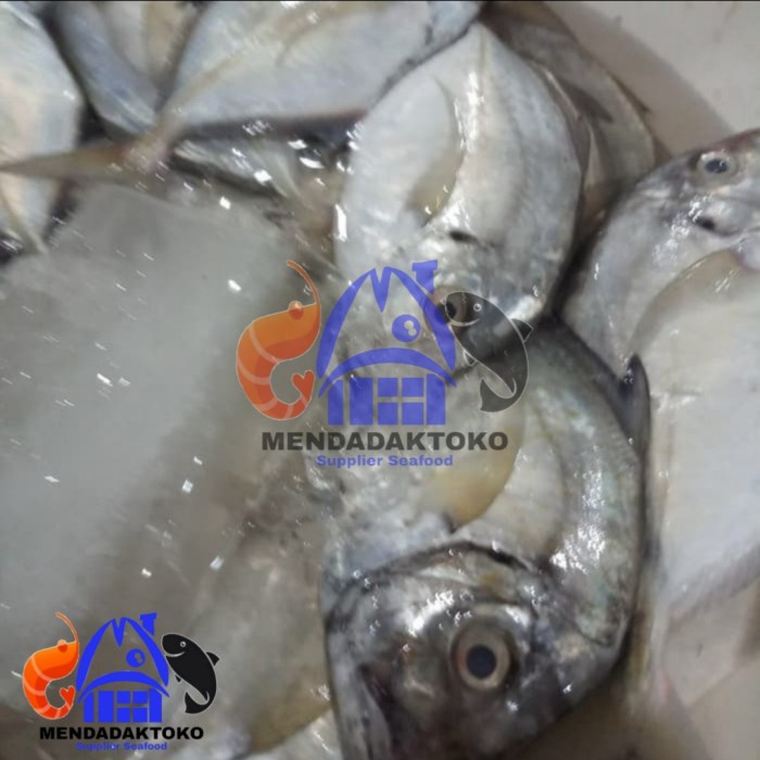 Ikan kuwe gepeng fresh | ikan laut segar | seafood