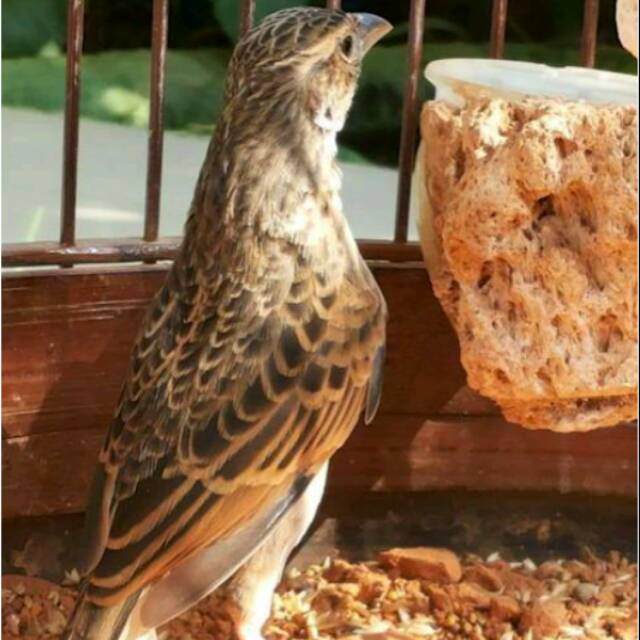 Featured image of post Gambar Burung Branjangan - Gaya bertarungnya membuat masyarakat semakin menyukainya, karena saat bertarung, burung.