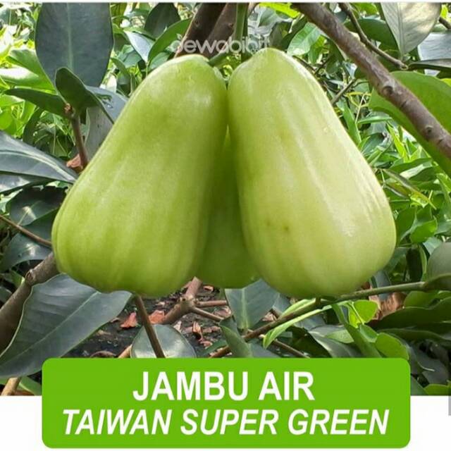 Jambu air Taiwan super green Tanaman jambu air