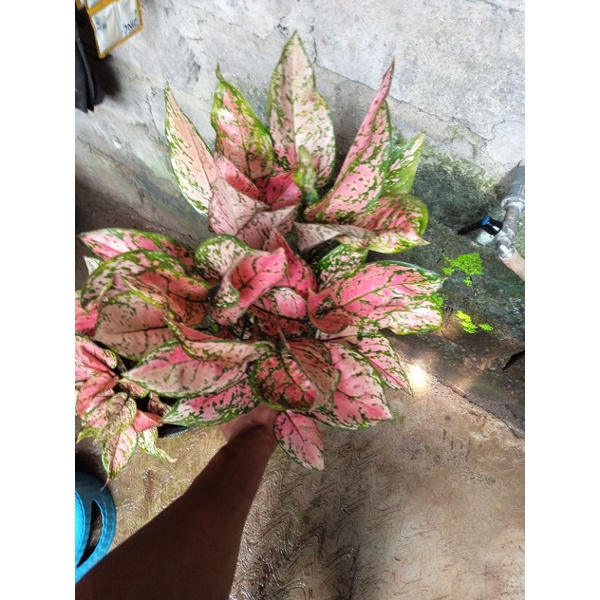 aglonema lady valentine rumpun jumbo