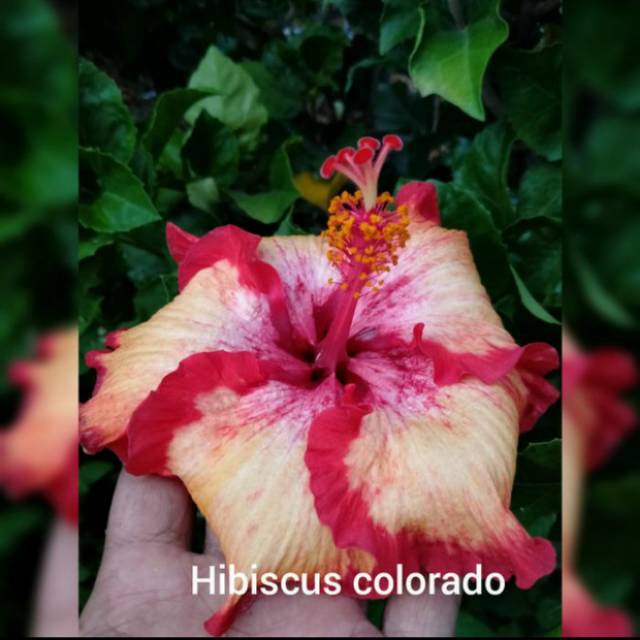 Tanaman Hias Bunga Sepatu Hibiscus Colorado Shopee Indonesia