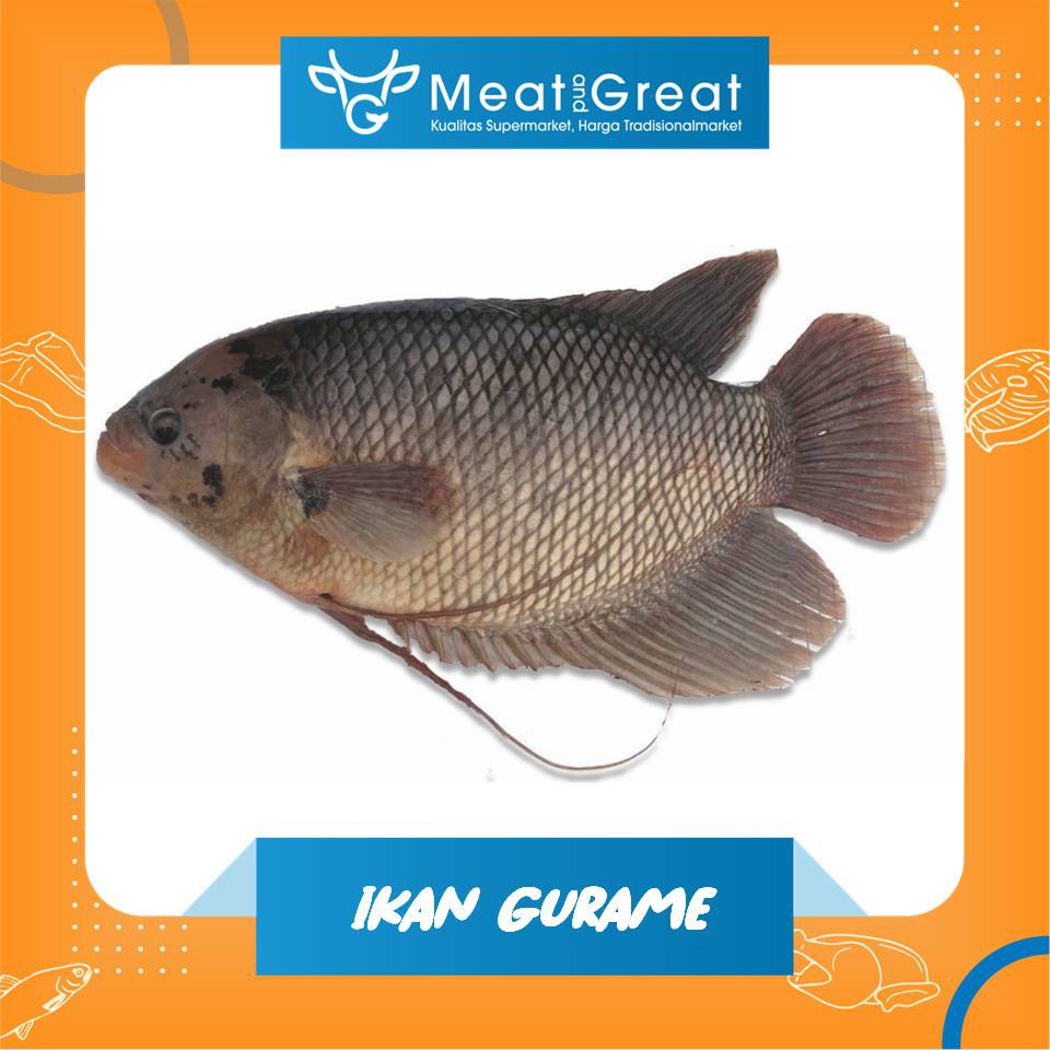 Ikan Gurame Segar besar 1 kg=1 ekor hidup / bersih