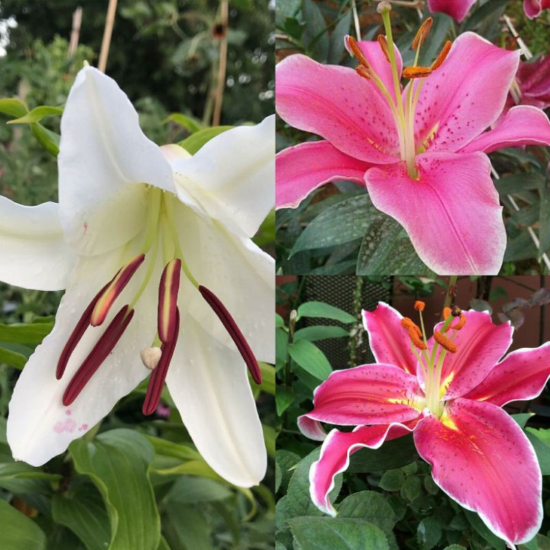 Bibit bunga lily casablanca