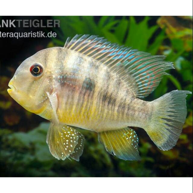 Ikan Gymnogeophagus Balzanii Cichlid Balzani American