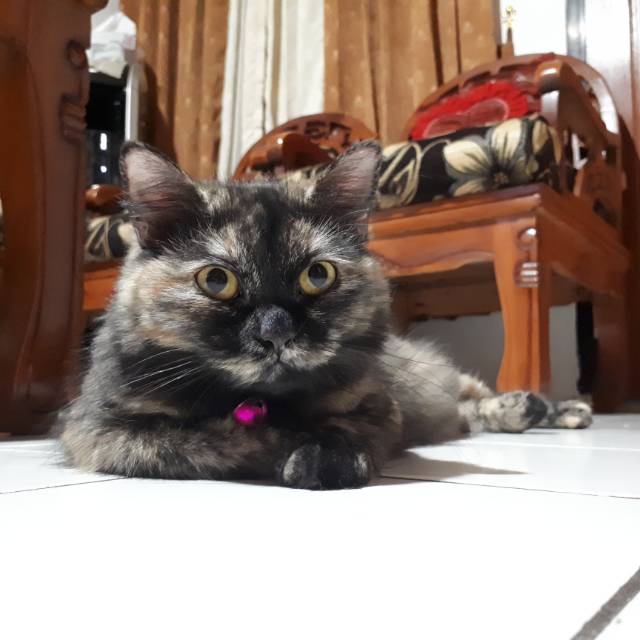 auliarahmaherfianafirmanullah