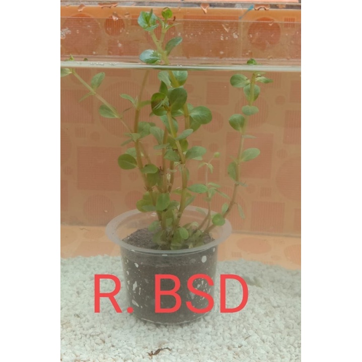 tanaman aquascape R.BSD