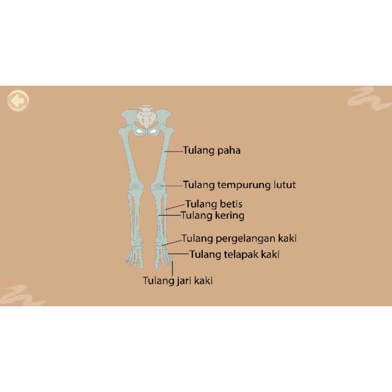 

tulang