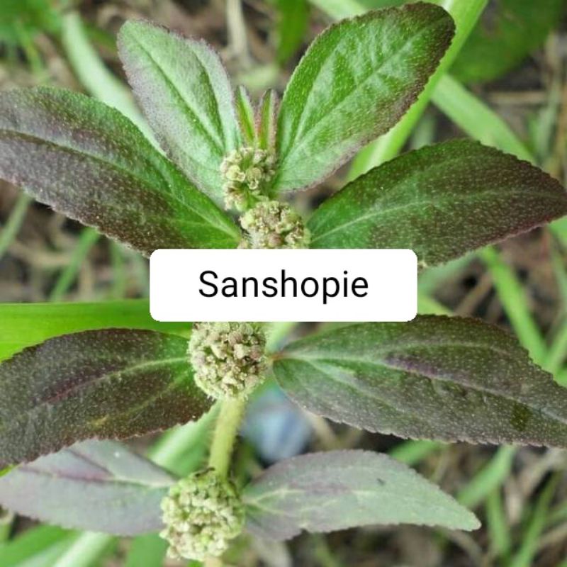 

Daun patikan kebo segar 500 gram
