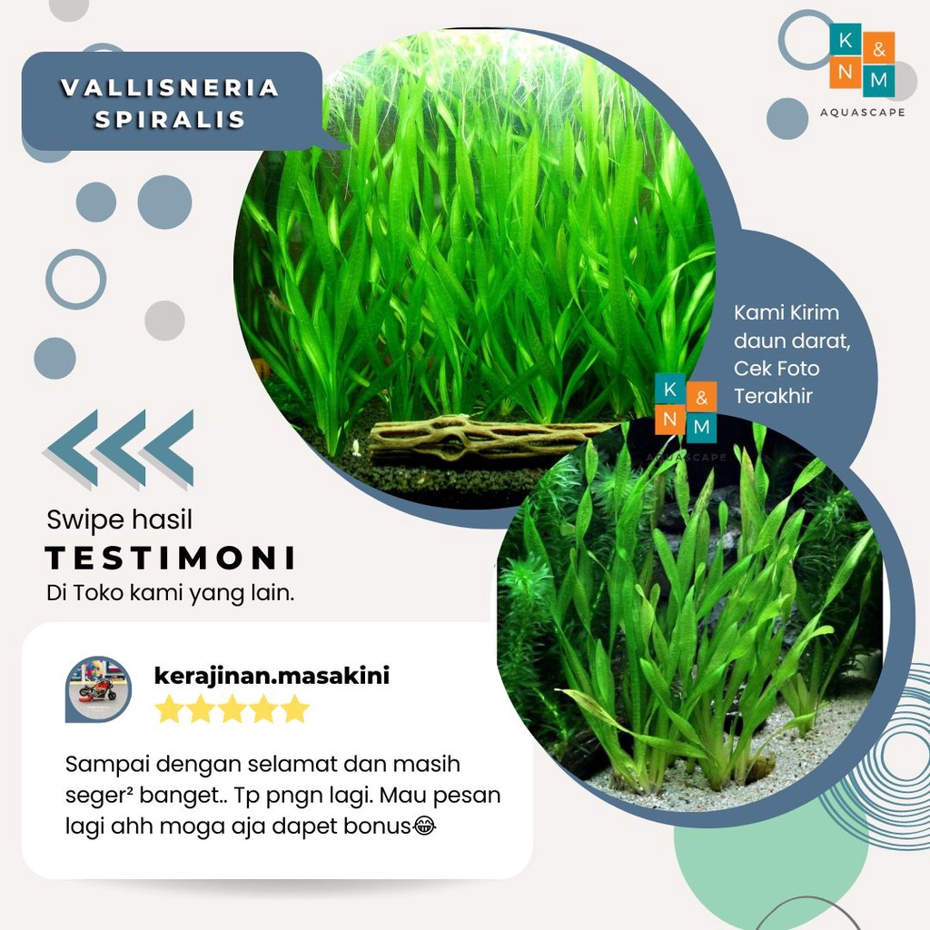 Vallisneria Valis Valisneria Spiralis Tanaman Tumbuhan Background Stamp stem Aquascape Tanpa Low Co2 Channa Cana Chana