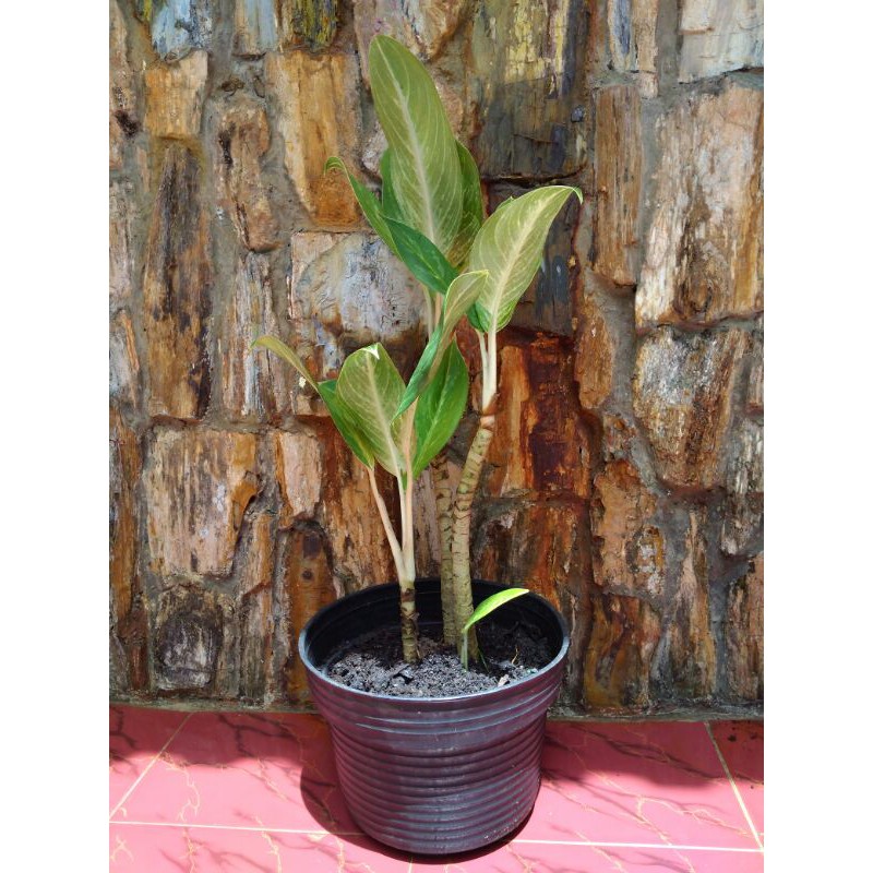 Blanceng golden / sri rejeki emas