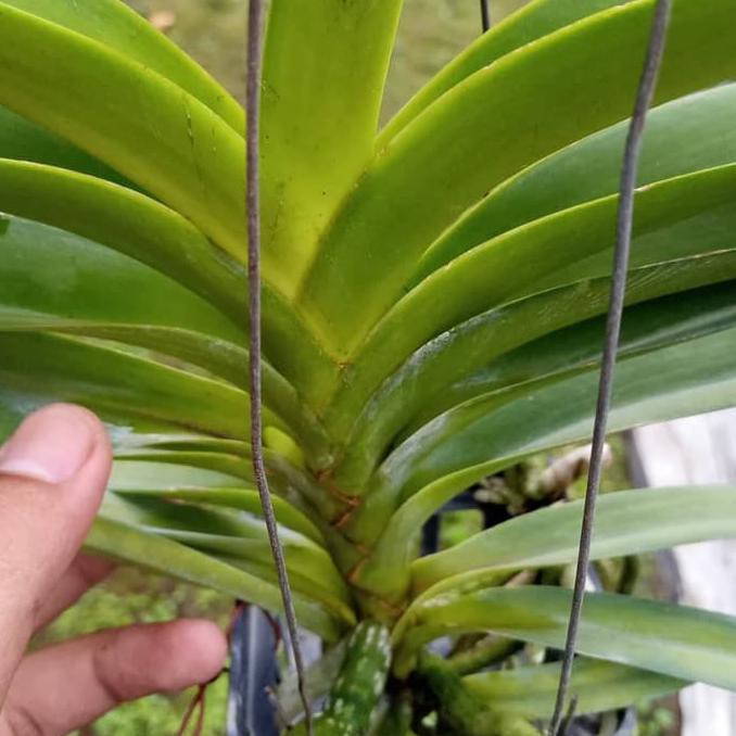 Anggrek Vanda Dewasa Bunga Peach