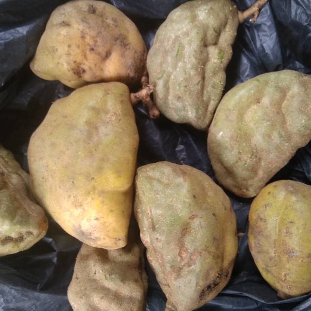 

Buah namnam/pokih buah langka