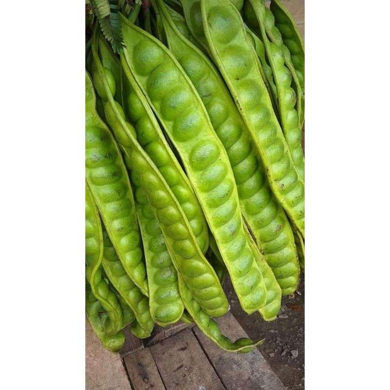 

pete tua super kualitas berani di adu 50.000/10 batang