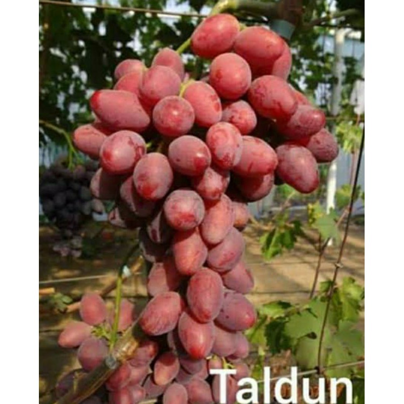 bibit anggur import murah 4 jenis