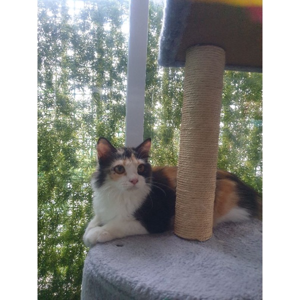 kucing persia flatnose / peaknose / himalaya /anggora / ragdoll