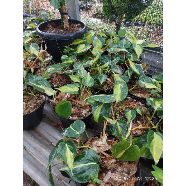 Philodendron scandens medio pictum brazil