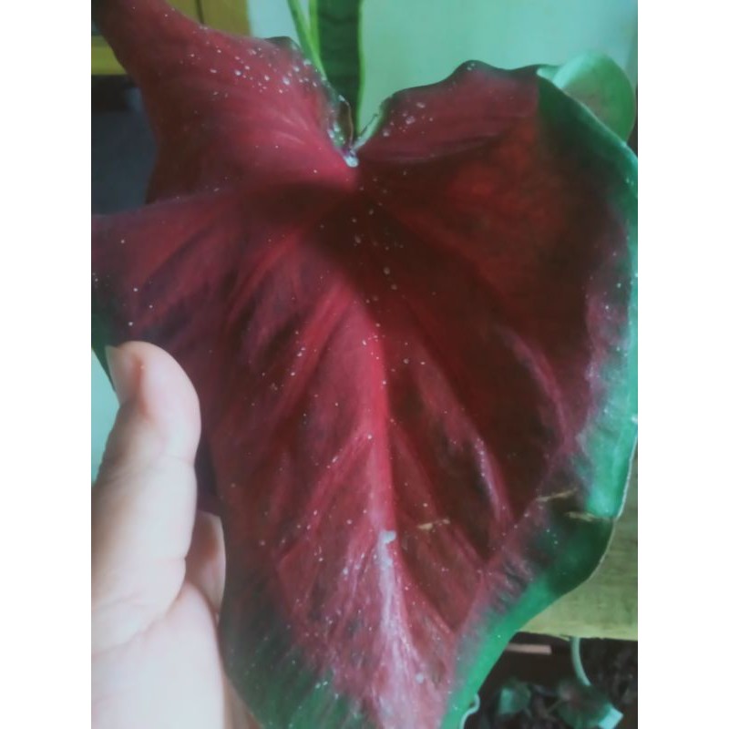 keladi dragon heart/merah langka beli 5 gratis 1