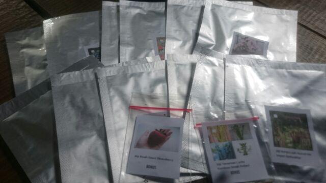 Biji Pohon Cypress / Pohon Cemara / Platycladus Orientalis