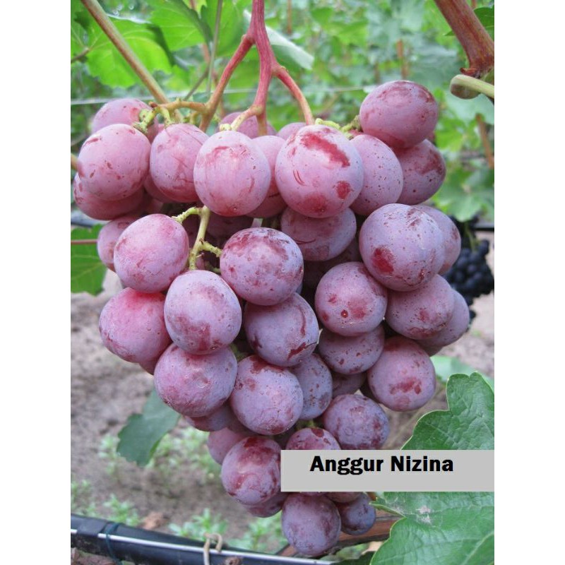 Bibit anggur impor Nizina