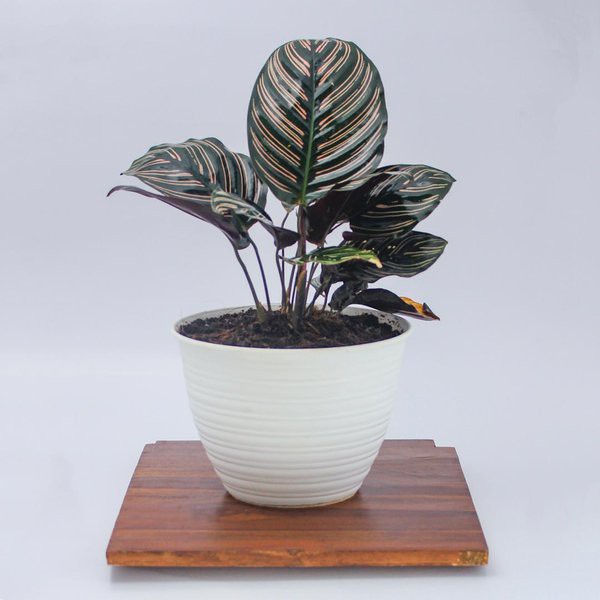 TANAMAN HIAS CALATHEA ORNATA - CALATHEA ORNATA