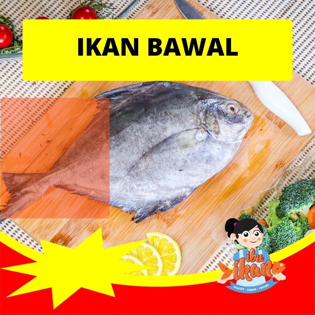 

IKAN BAWAL LAUT HITAM 500 GRAM (+/-) SEGAR UNTUK BAKAR RICA