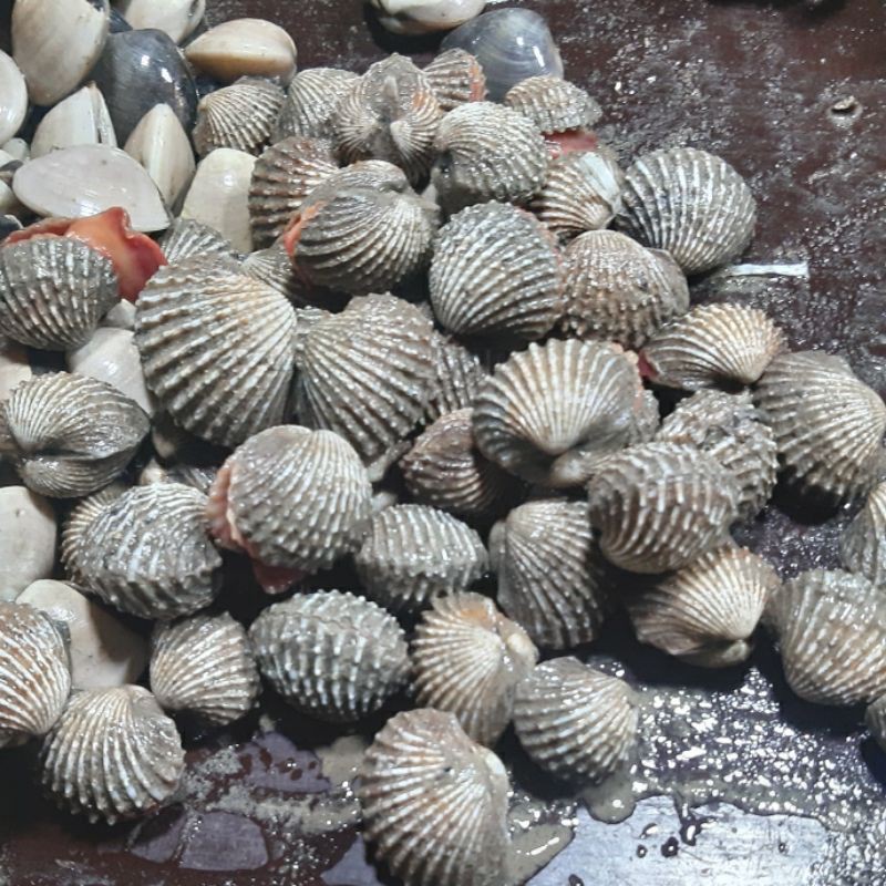 

Kerang Darah 1/2 (500g)