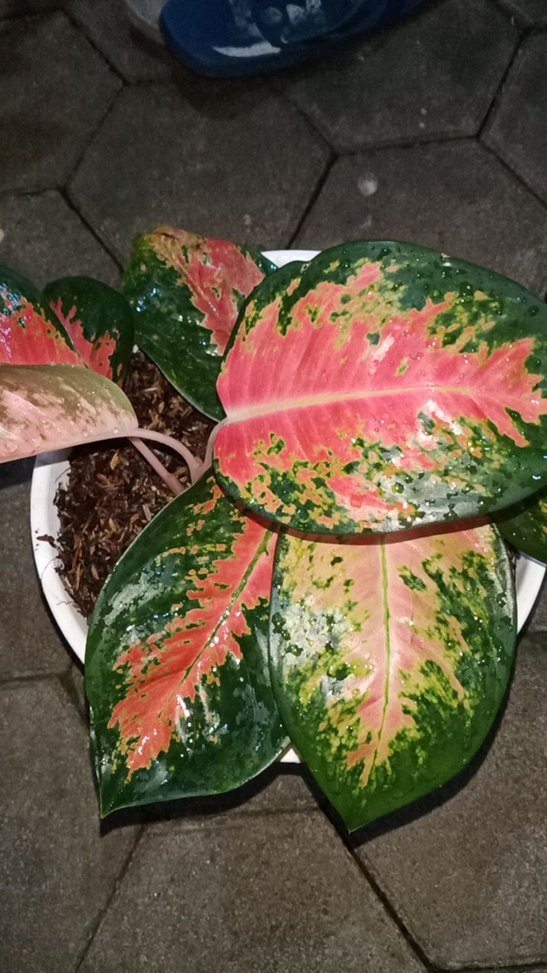 Aglonema Super Kocin Pink Import