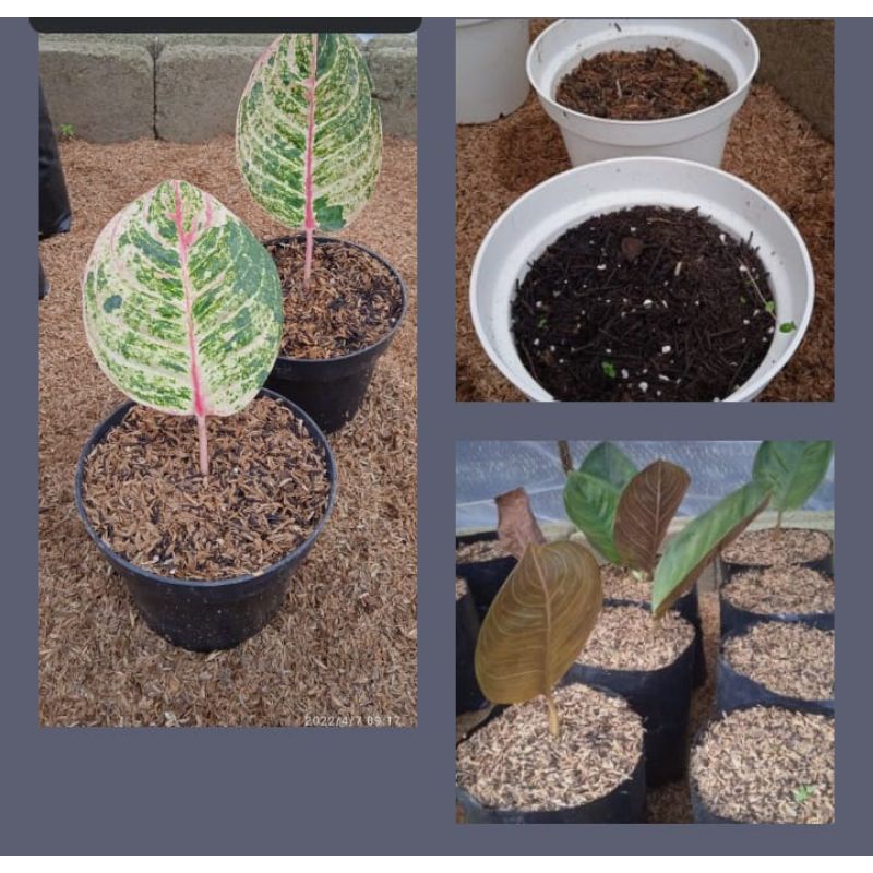 aglaonema paket 3 pot (Catrine, Moonlight,Kresna)