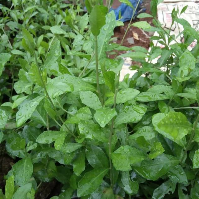 Tanaman hias menjutai lee kwan yew.li kwan yu.le kwan yu