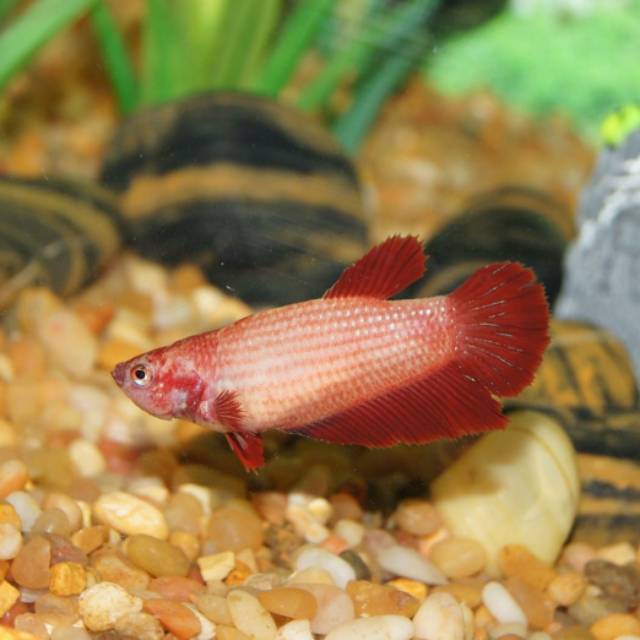 9000 Aquarium Ikan Cupang Murah HD Terbaru