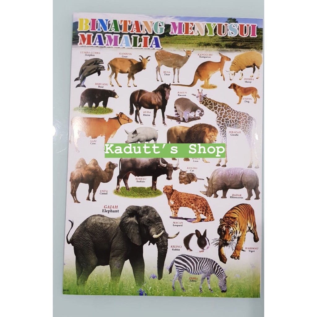 Poster Edukasi Hewan Binatang Mamalia Menyusui Mammal Mainan Murah